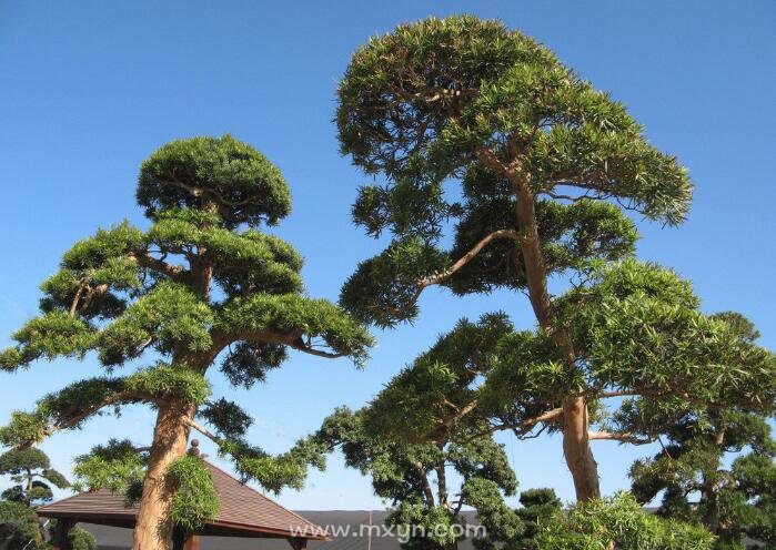 梦见松树