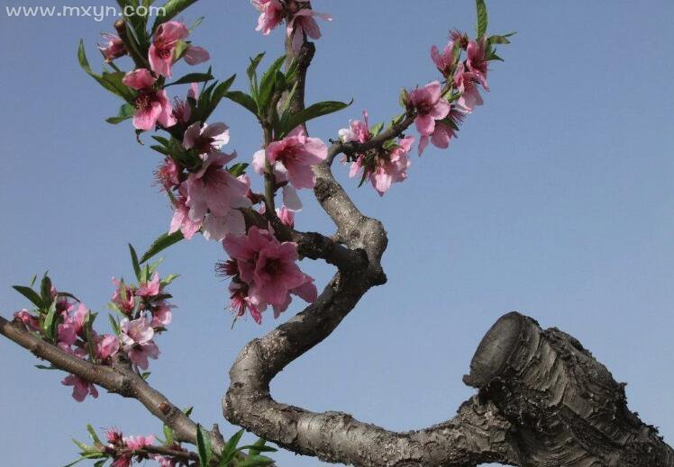 梦见种下一片桃树,此梦暗示着运势很好,在不久后就会有些好的消息传来