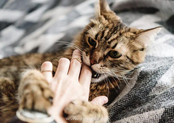 周公解梦梦见猫图片