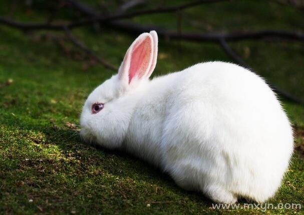 梦见白兔