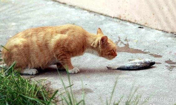 梦见猫吃鱼