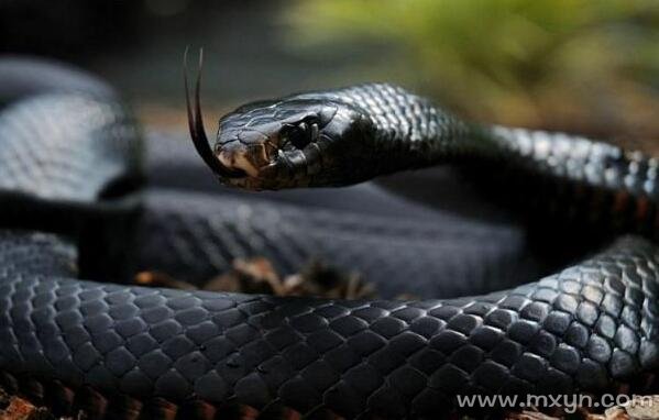 梦见黑色大蟒蛇