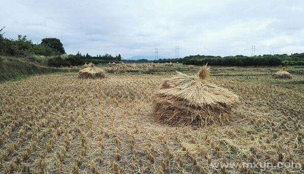 梦见干草