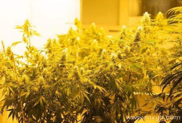 梦见大麻