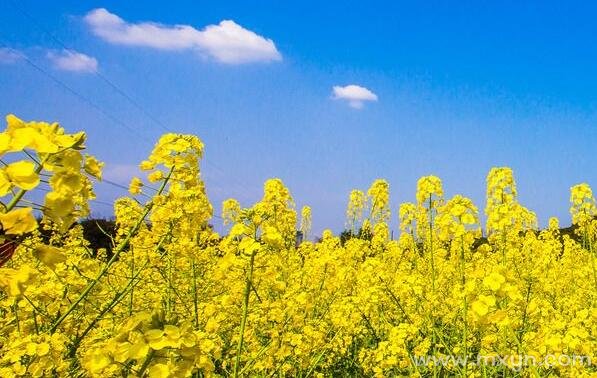 梦见菜花