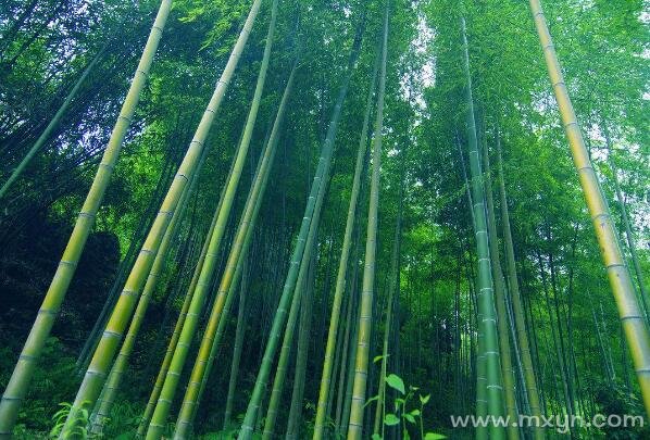 梦见竹林