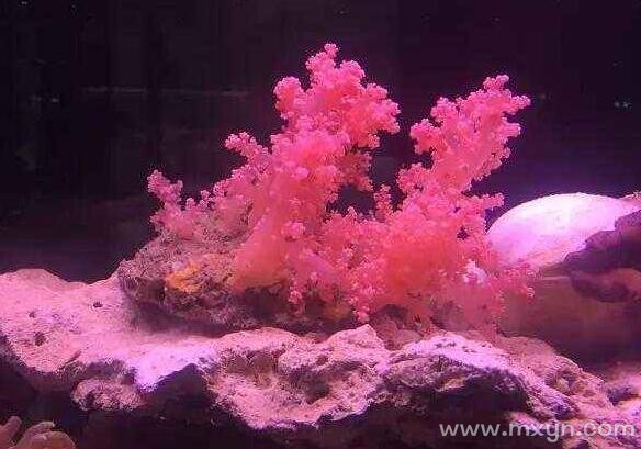 梦见珊瑚