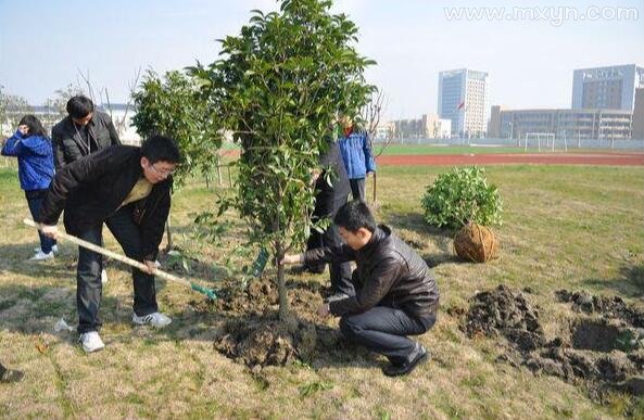 梦见植树