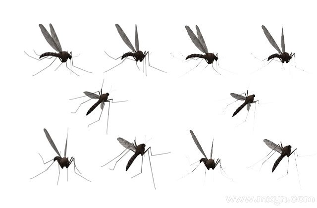 梦见蚊子很多