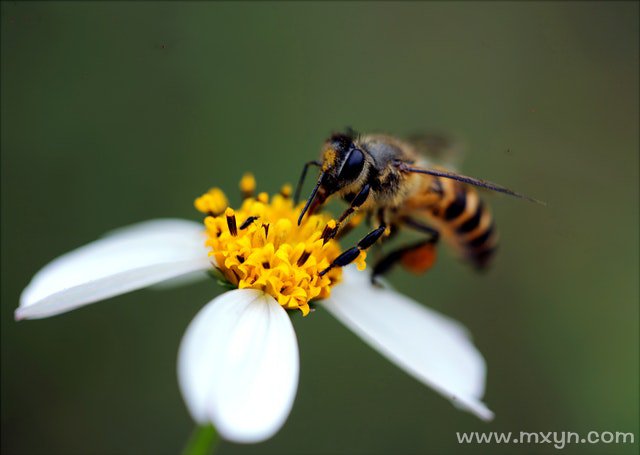 梦见蜜蜂蛰自己