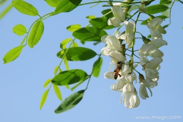 梦见摘槐花