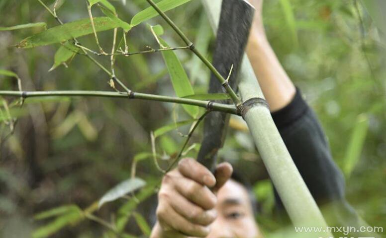 梦见砍竹子