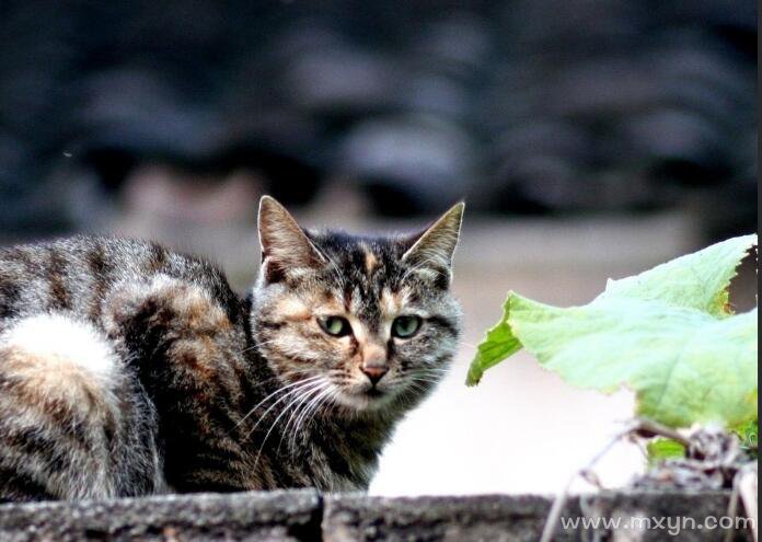 梦见一只猫