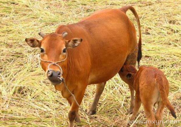 孕妇梦见牛