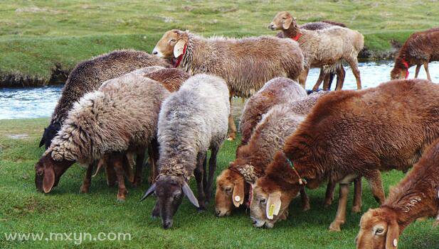 梦见一群羊
