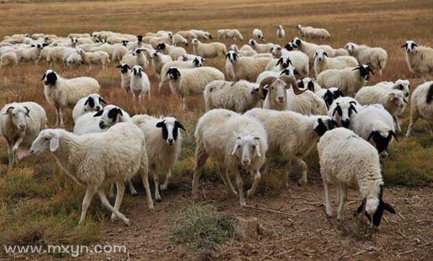 梦见一群羊