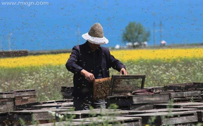 梦见被蜜蜂蛰