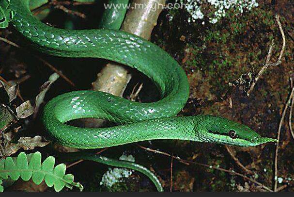 梦见绿色的蛇