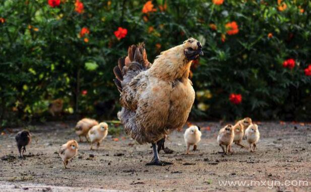 梦见母鸡带着一群小鸡