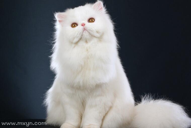 梦见白色的猫