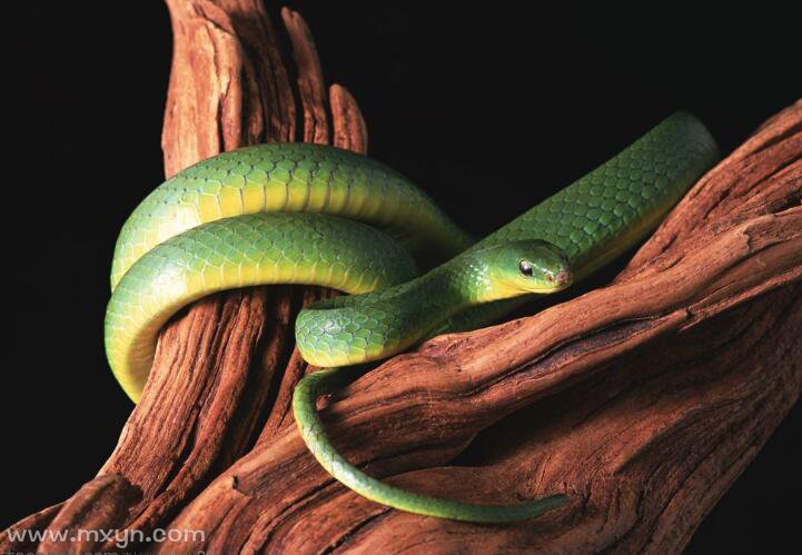 孕妇梦见绿蛇