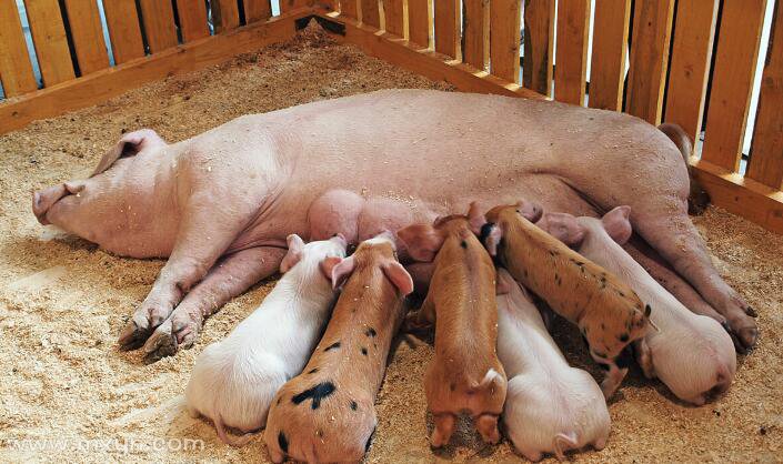 梦见猪生了好多小猪