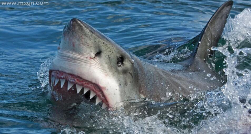 梦见鲨鱼吃人