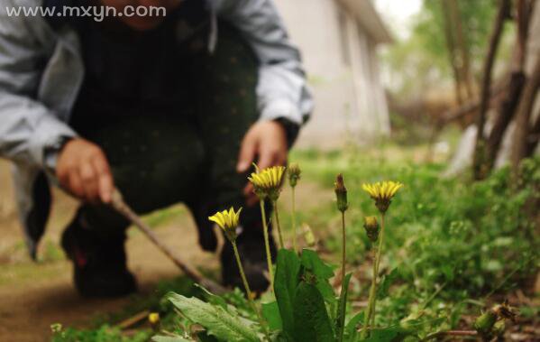 梦见挖野菜