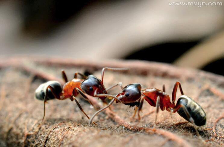 孕妇梦见蚂蚁