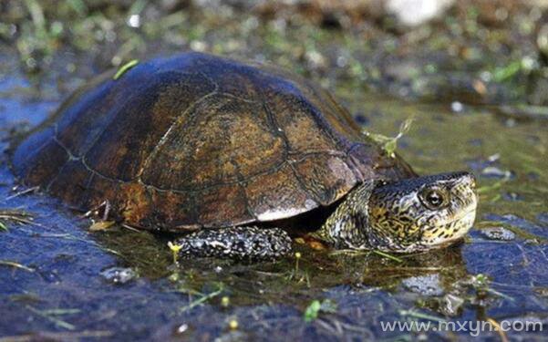 梦见乌龟在水里游