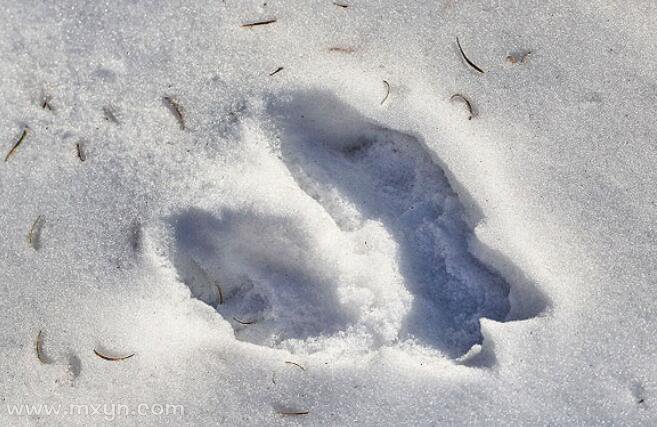 梦见地上有雪