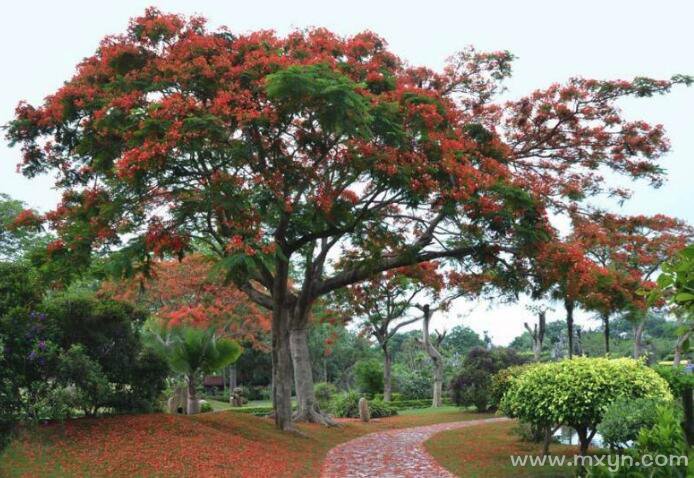 梦见树开花