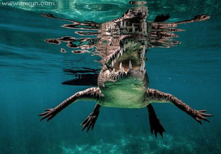 梦见鳄鱼在水里