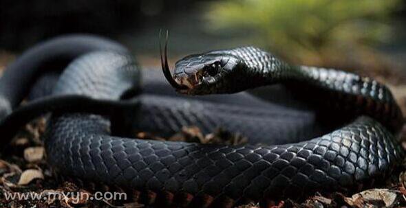 广西黑蛇图片