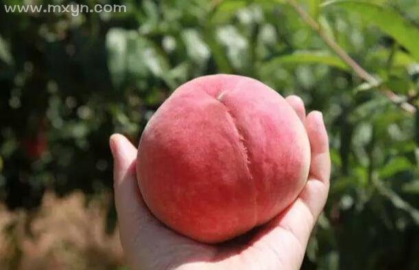 孕妇梦见摘桃子