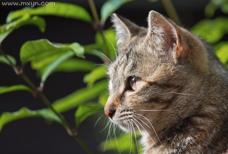 男人做梦梦见猫