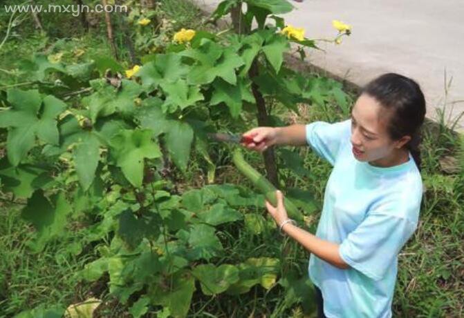 女人梦见摘丝瓜