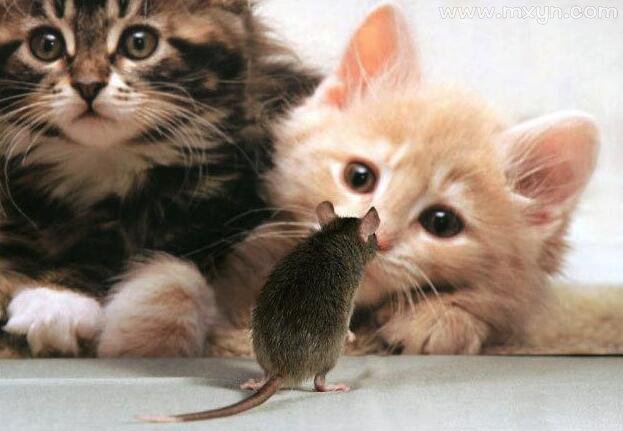 梦见猫吃老鼠
