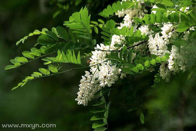 梦见槐花盛开特别茂盛