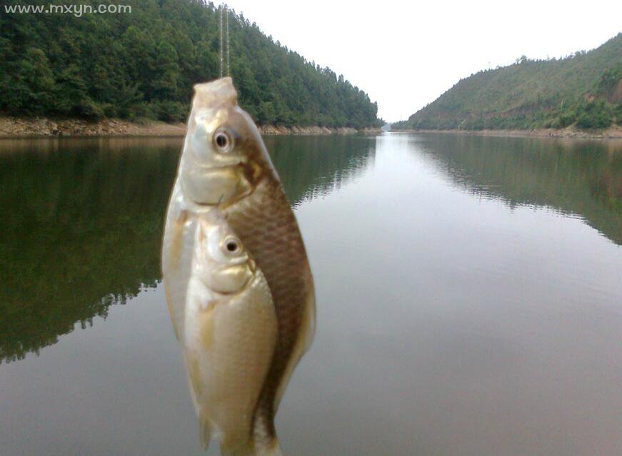 梦见钓到鱼