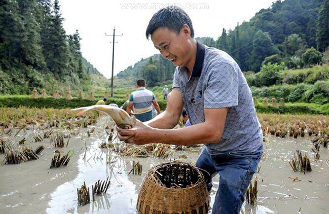 梦见捉了好多鱼