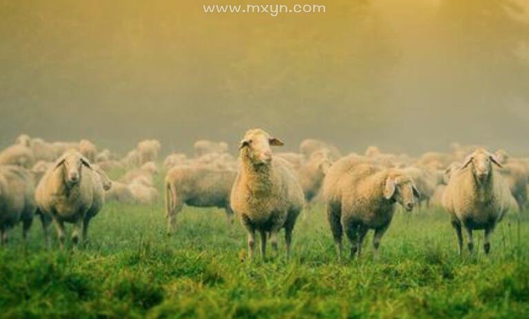 女人梦见好多羊