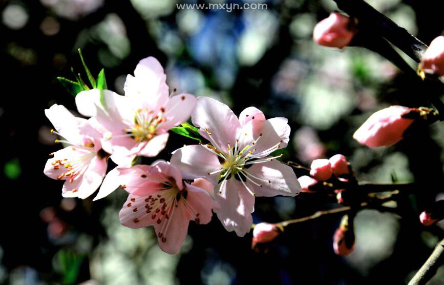 梦见桃花树开满桃花