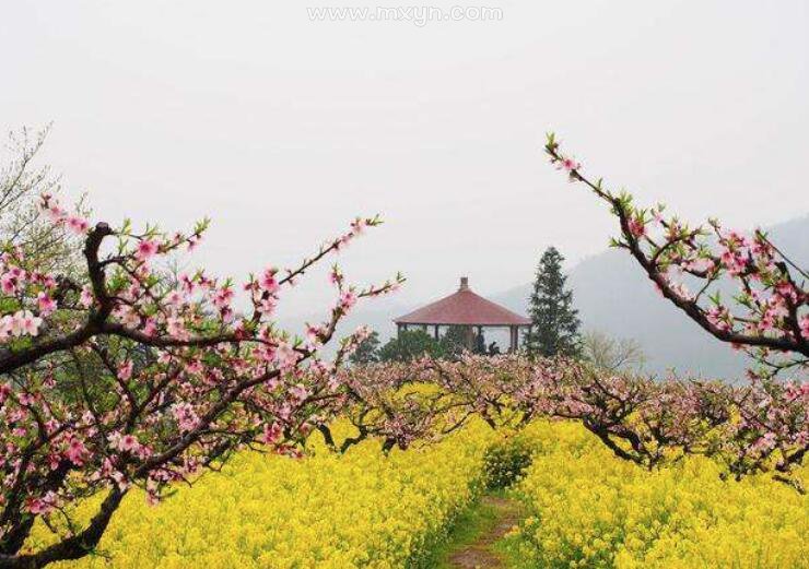 梦见桃花树开满桃花