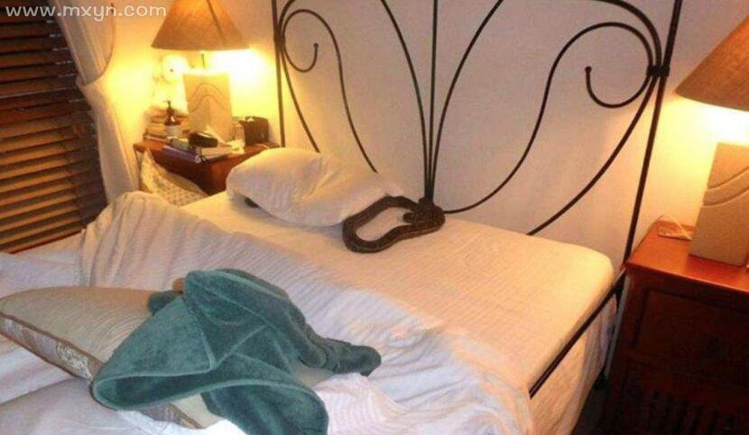 梦见床上有蛇