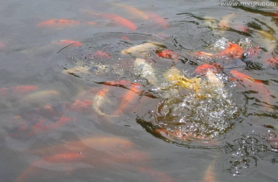 梦见死鱼和活鱼在水里