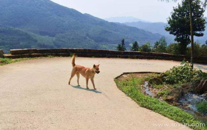 孕妇梦见大黄狗