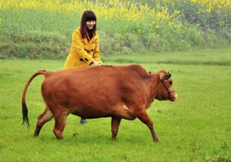 女人梦见牛
