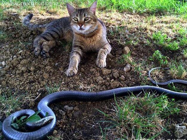 梦见蛇和猫