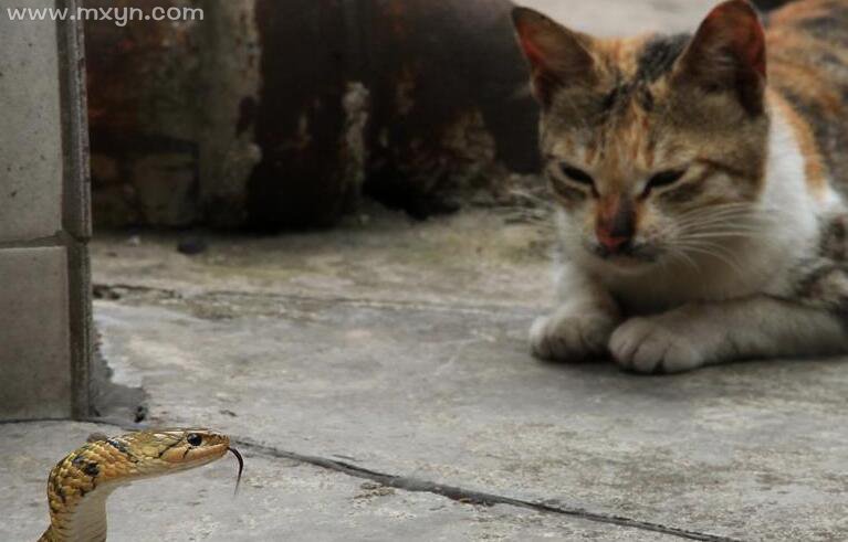 梦见蛇和猫